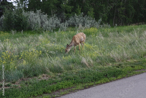 Deer in Fish Creek Park