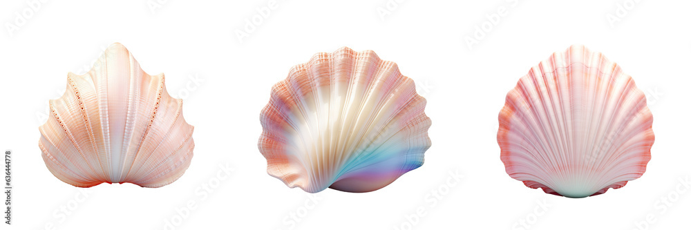 Seashell against transparent background Seashell against transparent background
