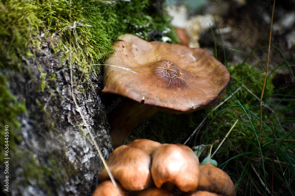 Champignon sur une souche, probablement une collybie à pied en fuseau Champignon sur une souche, probablement une collybie à pied en fuseau