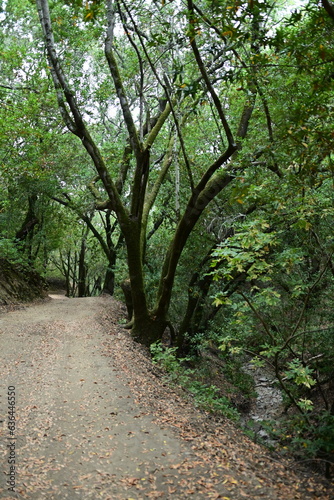 path in the woods