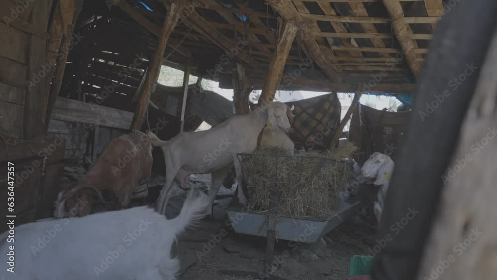 Group of domestic sheeps eating dry hay from basket indoor of wooden rustic barn. Group of domestic sheeps eating dry hay from basket indoor of wooden rustic barn.