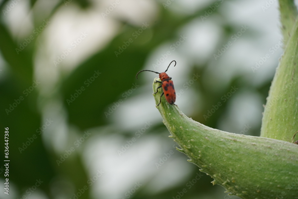 red bug on green leaf red bug on green leaf