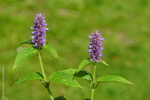 Closeup flowering anise hyssop (Agastache foeniculum), family Lamiaceae. Dutch garden, Summer, August                            photo