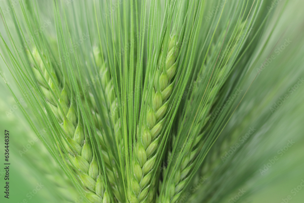 Green ears of cereal. Closeup of ear of wheat. Unripe cereal plants as fresh green background. Macro close up of young ears of young green wheat. Cover page greenery environment ecology wallpaper Green ears of cereal. Closeup of ear of wheat. Unripe cereal plants as fresh green background. Macro close up of young ears of young green wheat. Cover page greenery environment ecology wallpaper