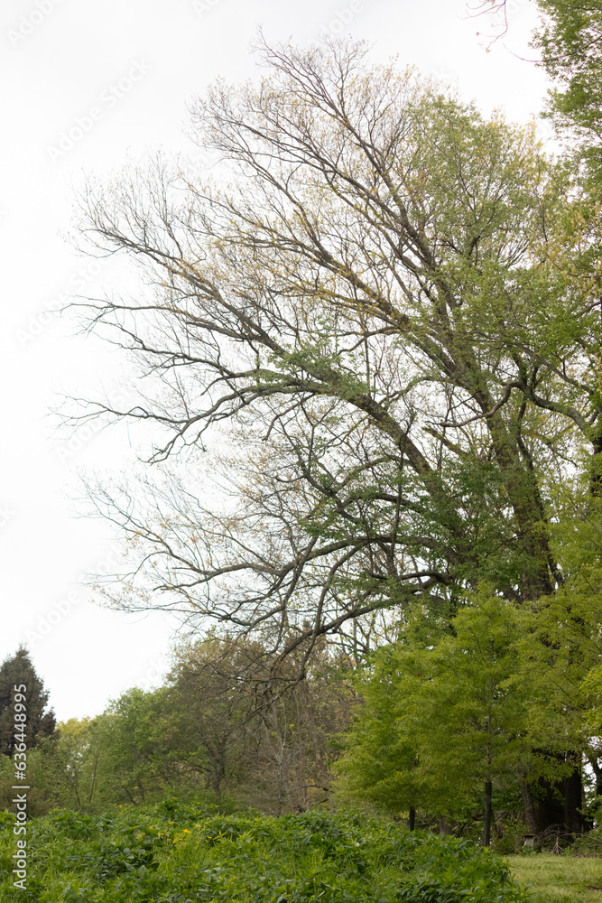 I always love pictures of trees. These stoic beauties help to portray strength and beauty. The pretty green leaves stretching out from the skeletal brown branches just shows a great contrast. I always love pictures of trees. These stoic beauties help to portray strength and beauty. The pretty green leaves stretching out from the skeletal brown branches just shows a great contrast.