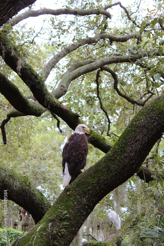 Eagle