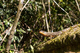 Lizard sunbathing in the lush rain forest of the national park of Iguazu Falls, one of the new seven natural wonders of the world - traveling and exploring South America and its wildlife