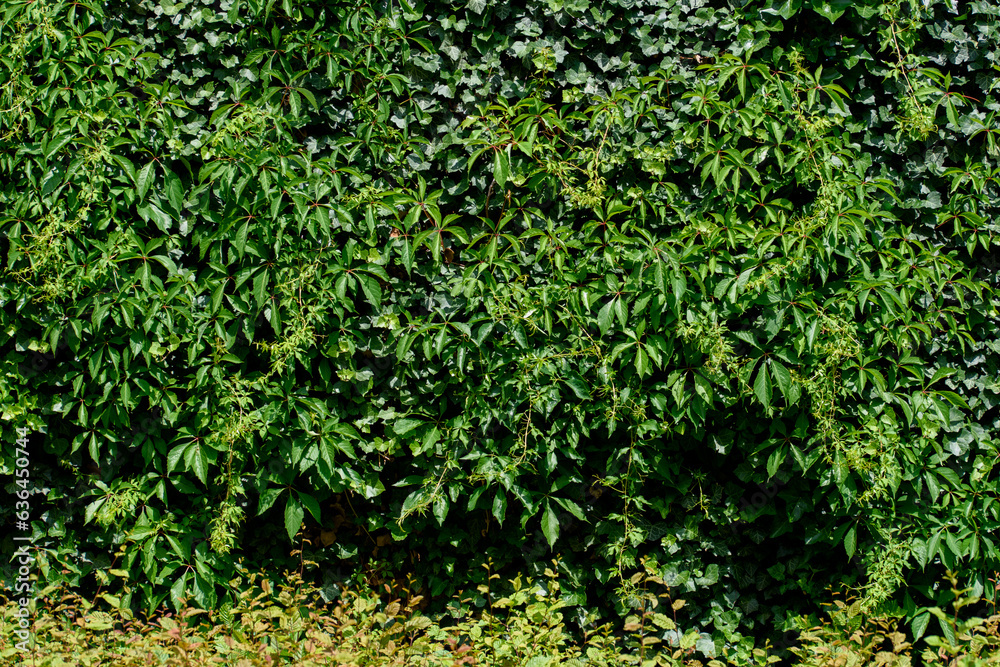 Hedera helix, the common ivy and Parthenocissus tricuspidata. clambering plant Hedera helix, the common ivy and Parthenocissus tricuspidata. clambering plant
