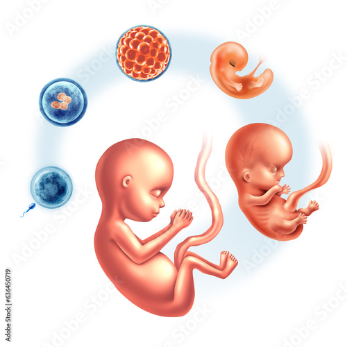 Fotomurale Human Prenatal Growth Embryo Development Stages and Embryology or Embryogenesis