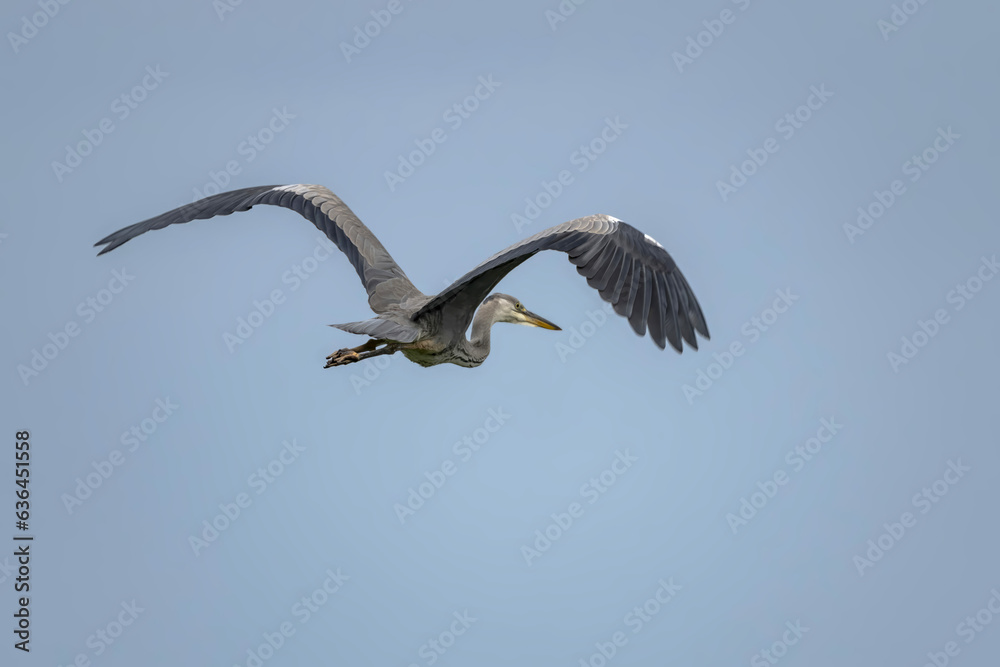 A flying Grey heron (ardea cinerea) with open wings A flying Grey heron (ardea cinerea) with open wings