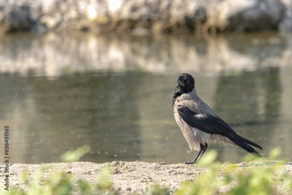 Fototapeta premium A gray crow, Corvus corone cornix, stands by the water