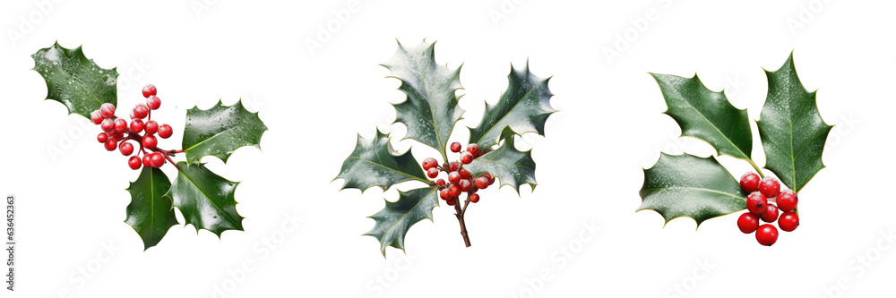 Isolated holly sprig covered in snow on transparent background Isolated holly sprig covered in snow on transparent background