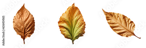 transparent background isolated tobacco leaf