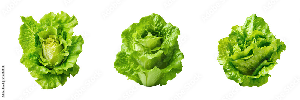 Green lettuce salad isolated on transparent background Green lettuce salad isolated on transparent background