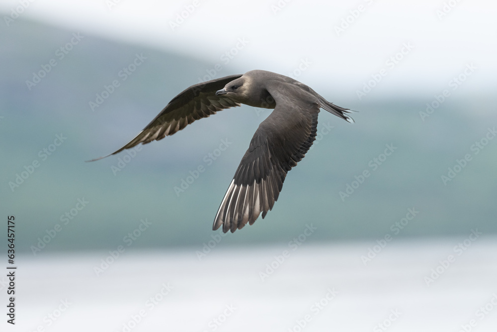 Parasitic jaeger (Stercocarius parasiticus) flight Parasitic jaeger (Stercocarius parasiticus) flight