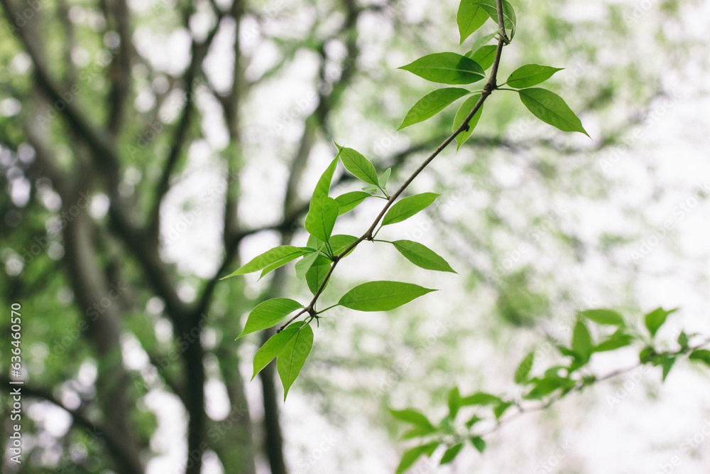 Tree branch with fresh green leaves on blurred natural background of park, forest, wood. Concept of nature, naturalness, preservation of natural reserves, ecology, tranquility, harmony. Tree branch with fresh green leaves on blurred natural background of park, forest, wood. Concept of nature, naturalness, preservation of natural reserves, ecology, tranquility, harmony.