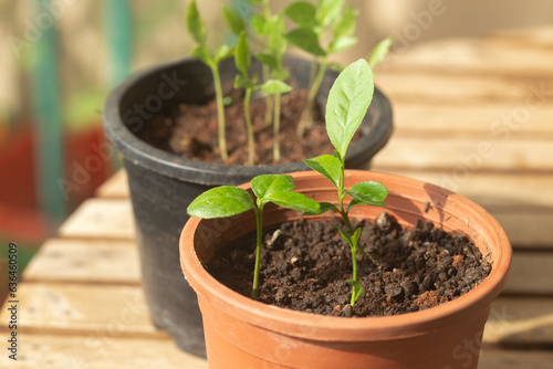 Organic young lemon seedlings in a pot, isolated, selective focus. 
Asian aromatic lemon known as  gondhoraj lemon in India which is called the king of lemon.
