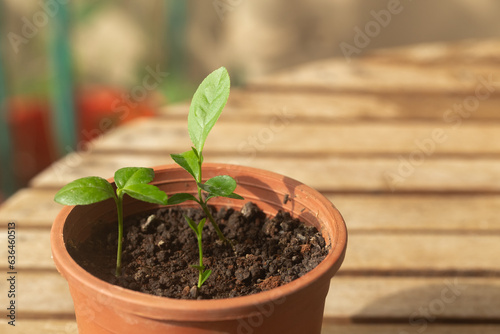 Organic lemon seedling in a pot. Fragrant "Gandhoraj" king of aroma lemon. 