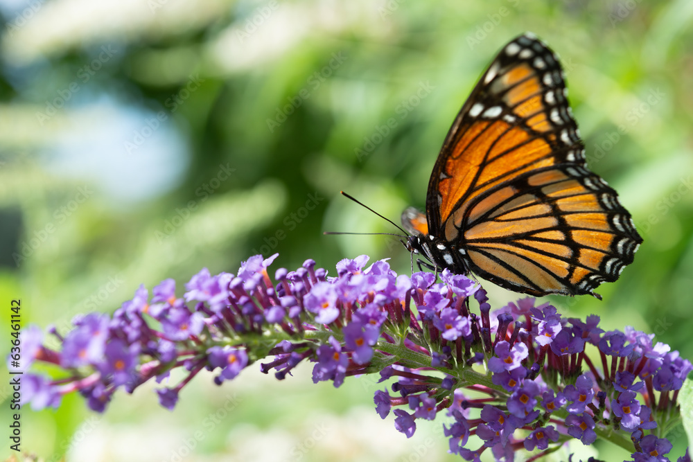 profile view of a Viceroy butterfly (Limenitis archippus) on a purple Buddleja davidii flower profile view of a Viceroy butterfly (Limenitis archippus) on a purple Buddleja davidii flower