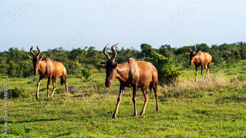 Red hartebeests grazing in the meadow, Addo Elephant National Park, South Africa
