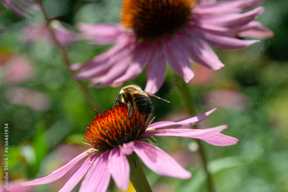 bee on spiky seed head of a coneflower in summer bee on spiky seed head of a coneflower in summer