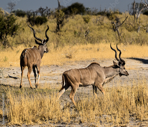 Two Kudus in the Okavango Delta