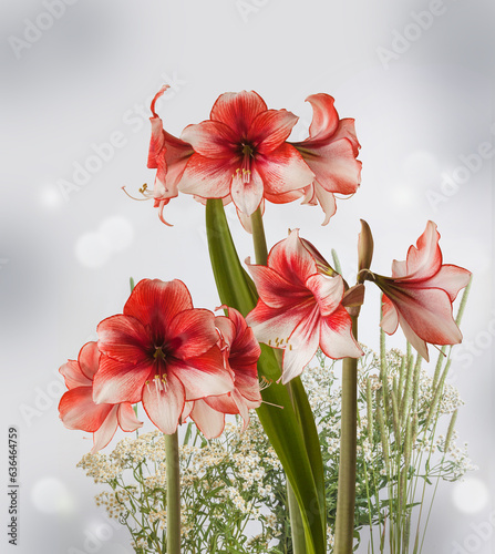 Amaryllis (Hippeastrum) 