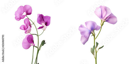 Isolated sweet pea flower on transparent background