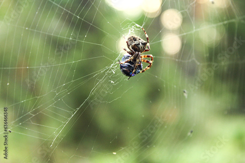 Background of the autumn forest: a large spider holds a fly among the cobwebs, close-up