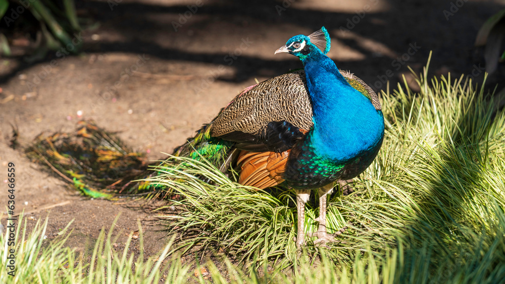 Colourful peacock at World of Birds Wildlife Sanctuary and Monkey Park, Hout Bay, South Africa Colourful peacock at World of Birds Wildlife Sanctuary and Monkey Park, Hout Bay, South Africa