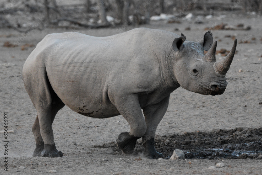 Naklejka premium Black Rhino Full Profile