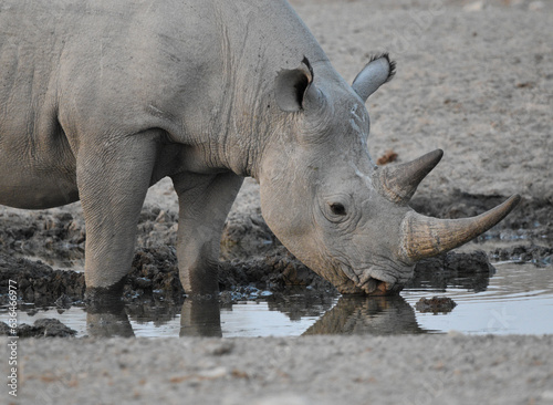Drinking Rhino