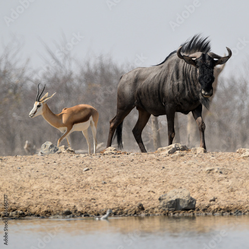 Gnu and Springbok