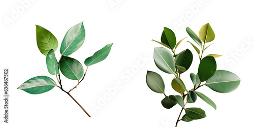 Green leaves on a transparent background photographed in full frame