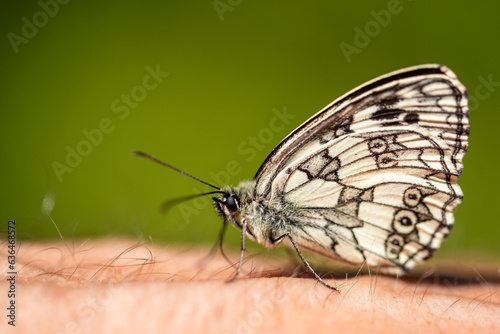butterfly is on man's arm. Melanargia galathea, the marbled white, is a medium-sized butterfly in the family Nymphalidae