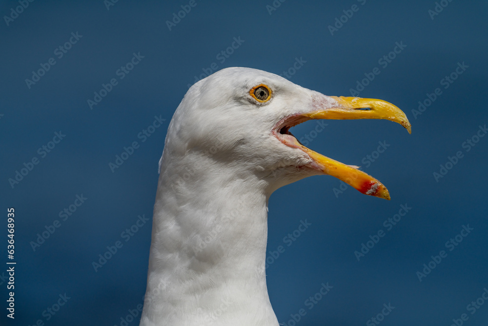 Close up portrait of a western gull. Close up portrait of a western gull.