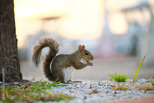 Beautiful wild gray squirrel in summer town park