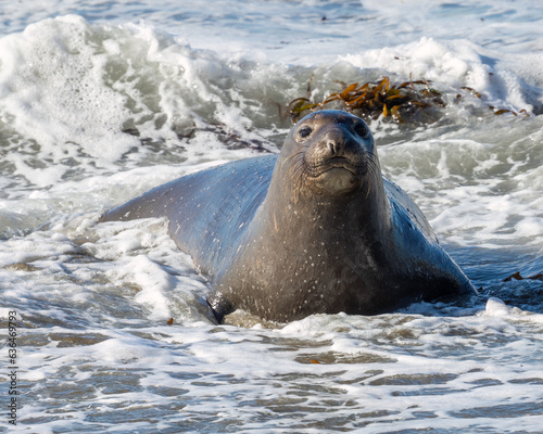 A young northern elephant seal in surf near Piedras Blancas, California. photo
