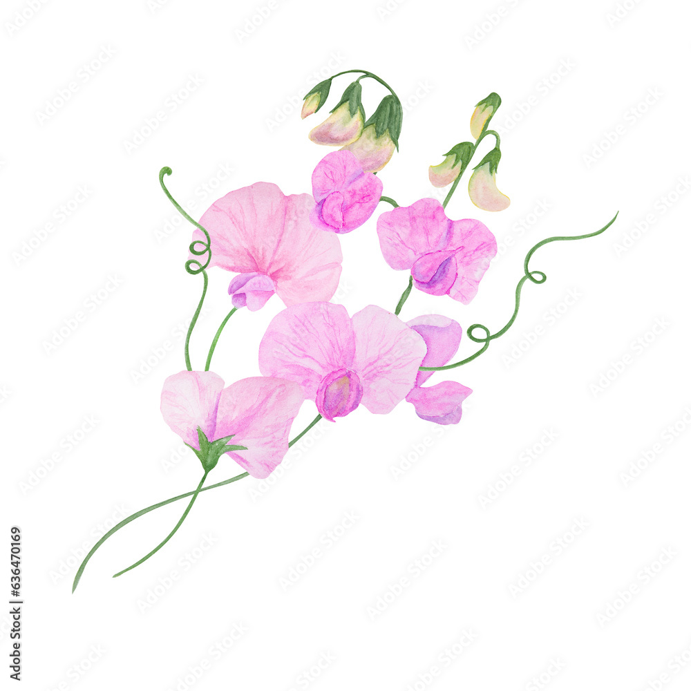 Pink Lathyrus watercolor illustration. Hand drawn botanical painting, floral sketch. Colorful flower clipart for summer or autumn design of wedding invitation, prints, greetings, sublimation, textile