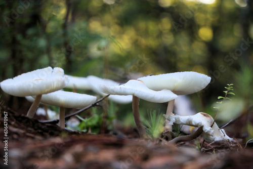 mushroom in the woods