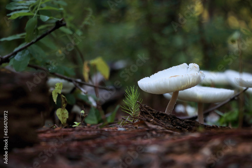 mushroom in the forest
