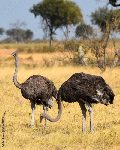 Photography Ostriches in the Savanna