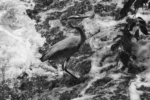 A Heron Wading In A River - Black And White