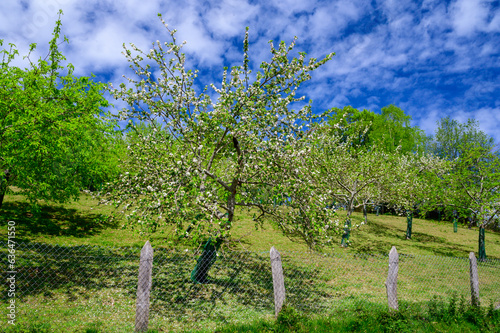 Apple tree orchards in Asturias  spring white blossom of apple trees  production of famous cider in Asturias  Comarca de la Sidra region  Spain