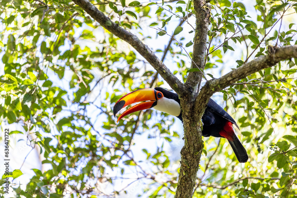 Toucan in a tree of the lush rain forest of the national park Iguazu Falls, one of the new seven natural wonders of the world - traveling and exploring South America and its wildlife Toucan in a tree of the lush rain forest of the national park Iguazu Falls, one of the new seven natural wonders of the world - traveling and exploring South America and its wildlife