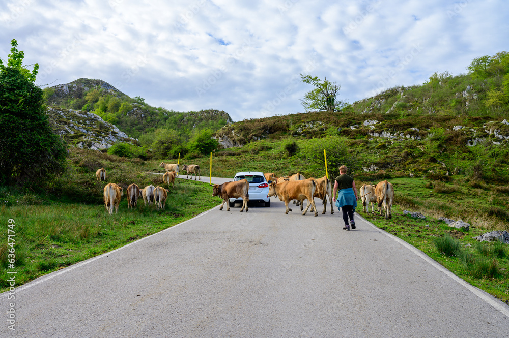 Obraz premium Brown Asturian cows, herd of cows is carried to new pasture on mountain road, Picos de Europe, Los Arenas, Asturias, Spain