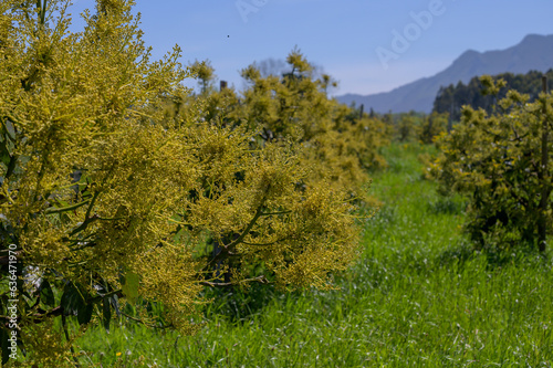 Fototapeta Naklejka Na Ścianę i Meble -  Seasonal blossom of evergreen avocado trees in April on plantations in Asturias, North of Spain