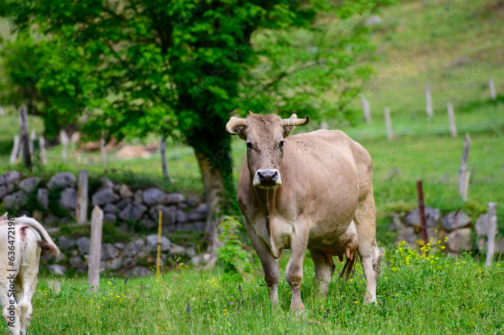 Brown Cantabrian cows grazing on pasture, Liebana Valley, Cantabria, Spain Brown Cantabrian cows grazing on pasture, Liebana Valley, Cantabria, Spain