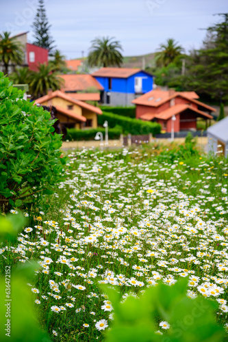 Nature spring background with blossom of white daisies flowers, green grass and colorful houses