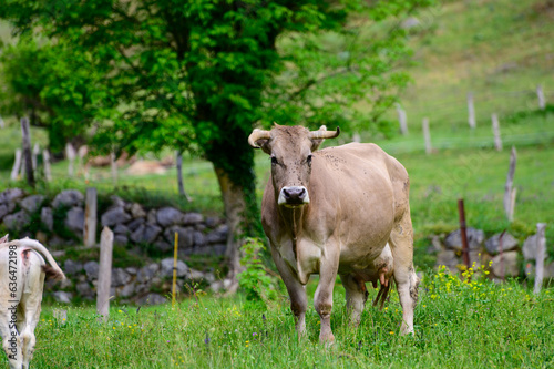 Brown Cantabrian cows grazing on pasture  Liebana Valley  Cantabria  Spain